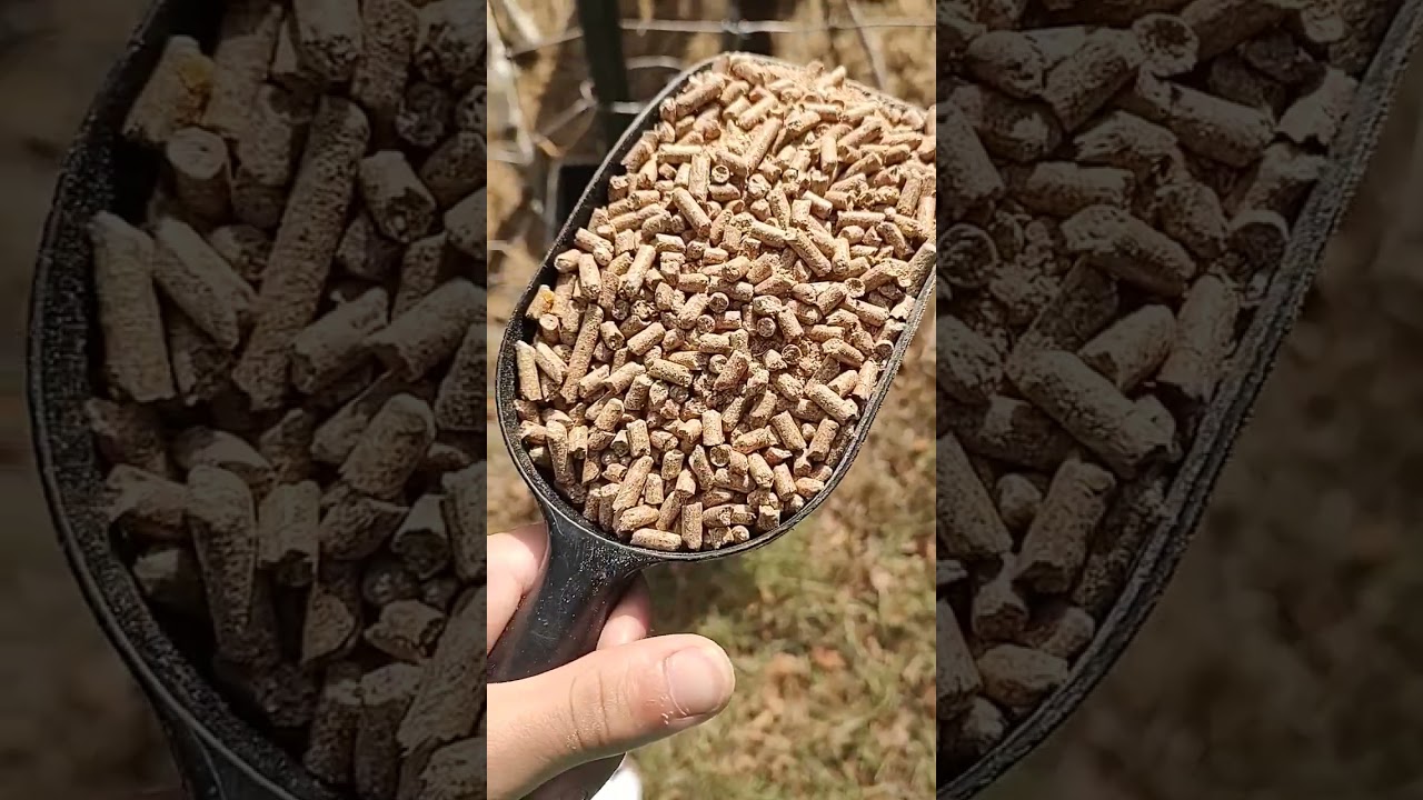 How to Feed Your Goats (Without Wasting ANY Time)cute baby goatsraising goatsfunny goats my way