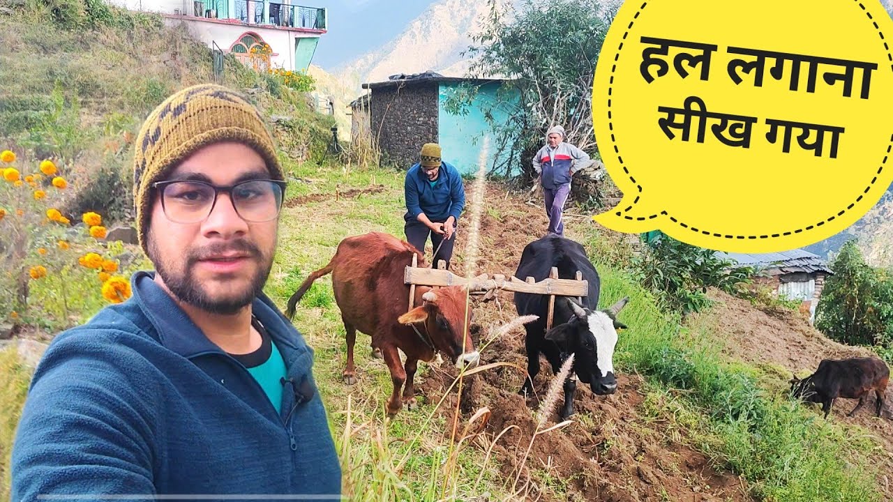 बैलों को सांप की तरह लहराया 😂 || Himalayan village life || Akki ke vlogs