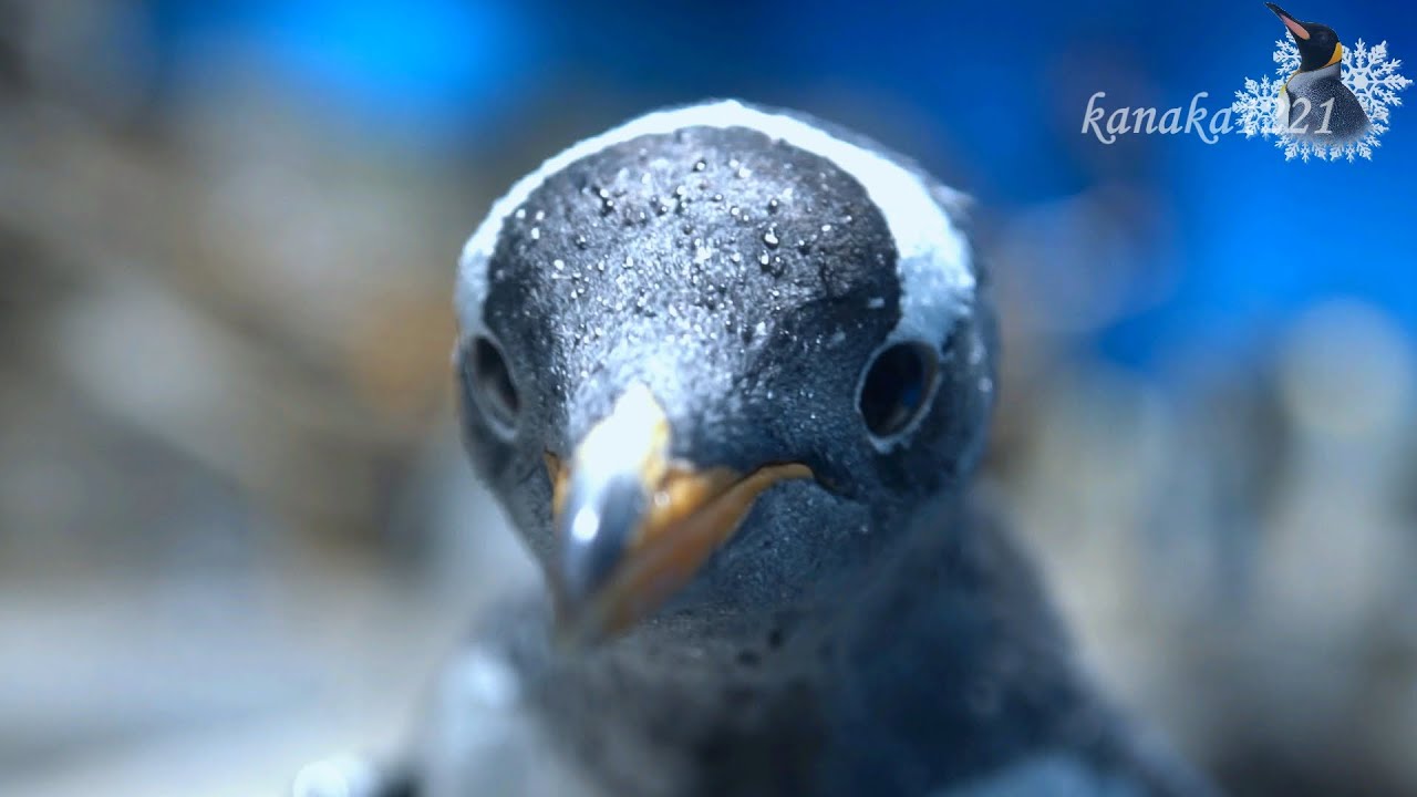 海響館 ドクターが追いかけてきます！🐧=3❤❤❤