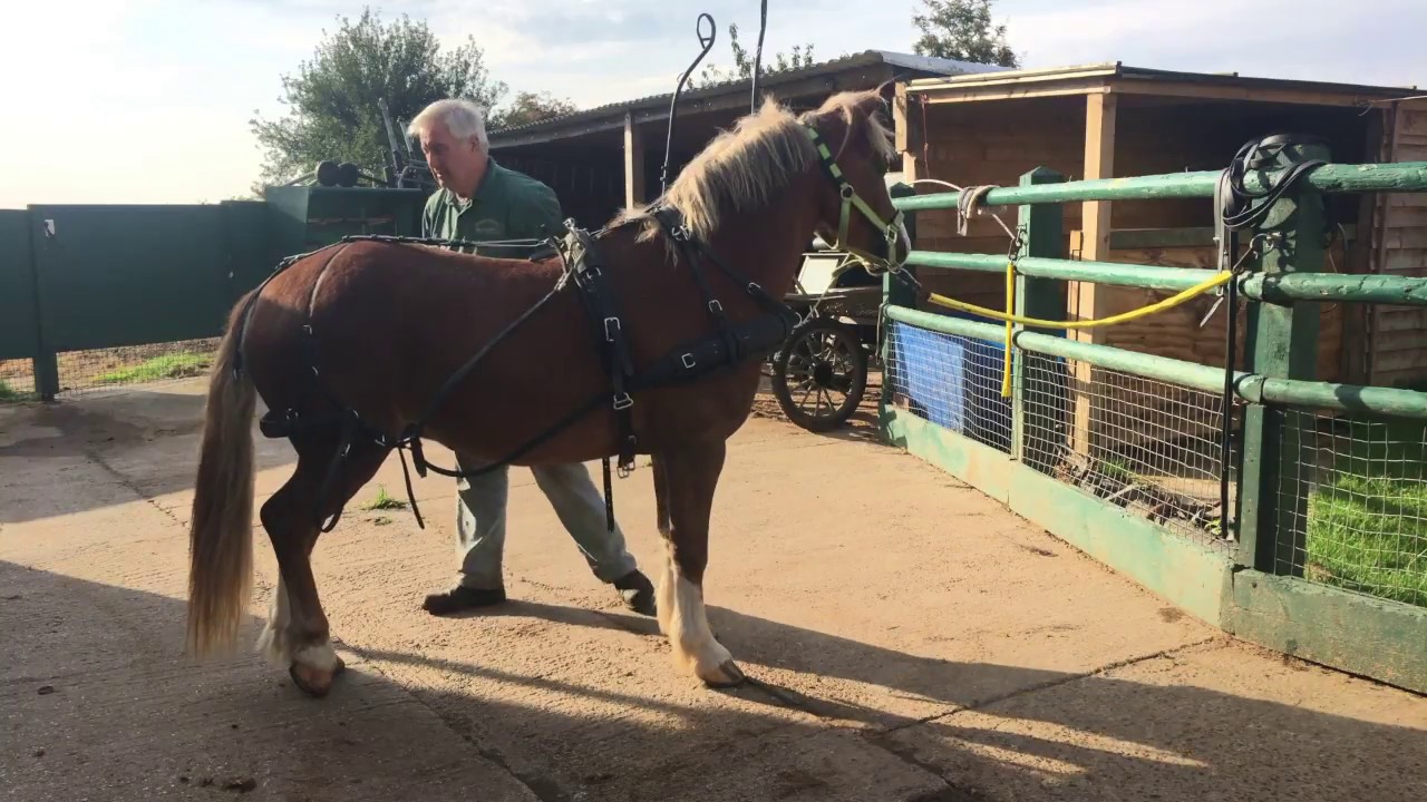 A simple way to harness a horse - how to put harness on - Barry Hook, Horse Drawn Promotions