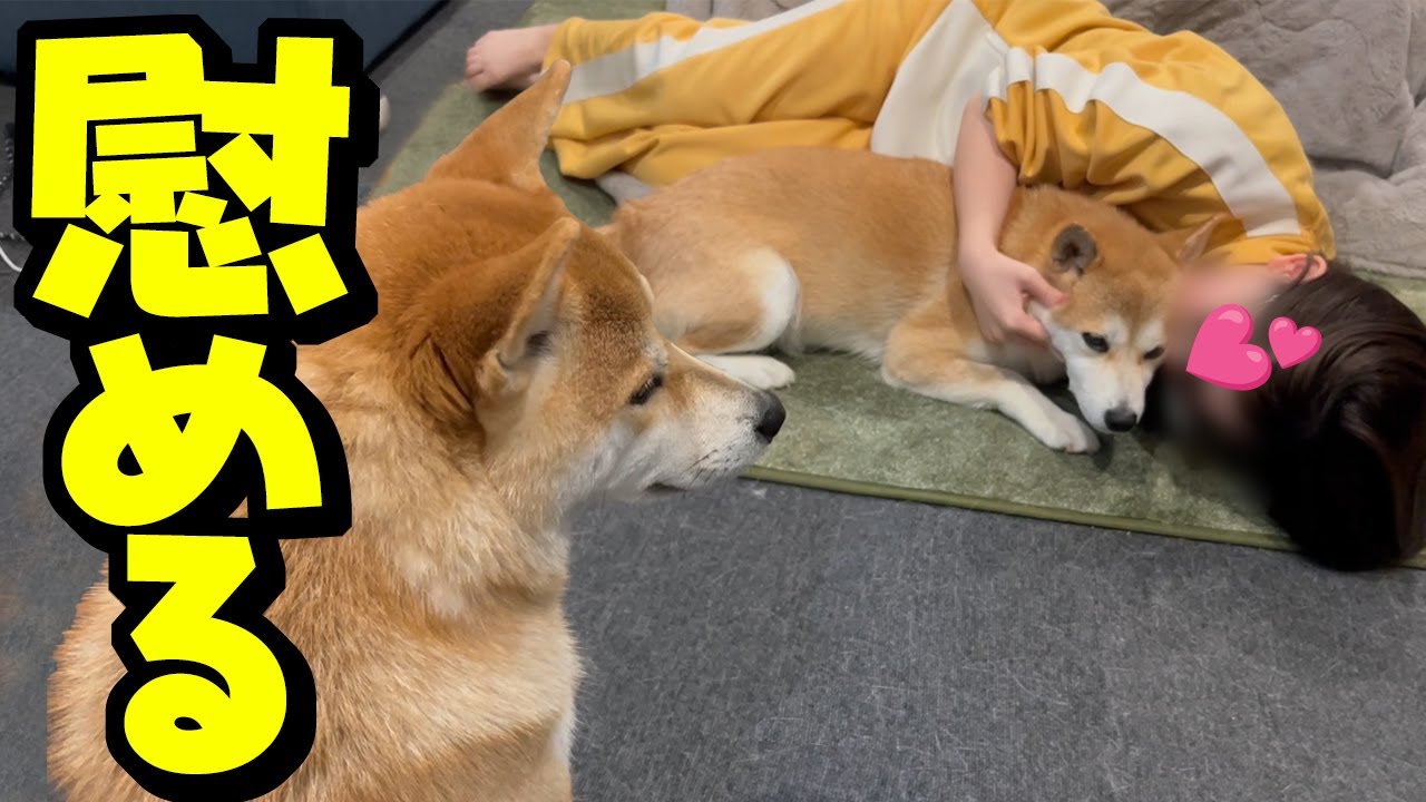 落ち込む姉犬を犬吸いで慰める娘を心配そうに見守る妹柴犬