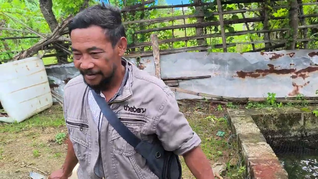 Penaburan bibit ikan lele