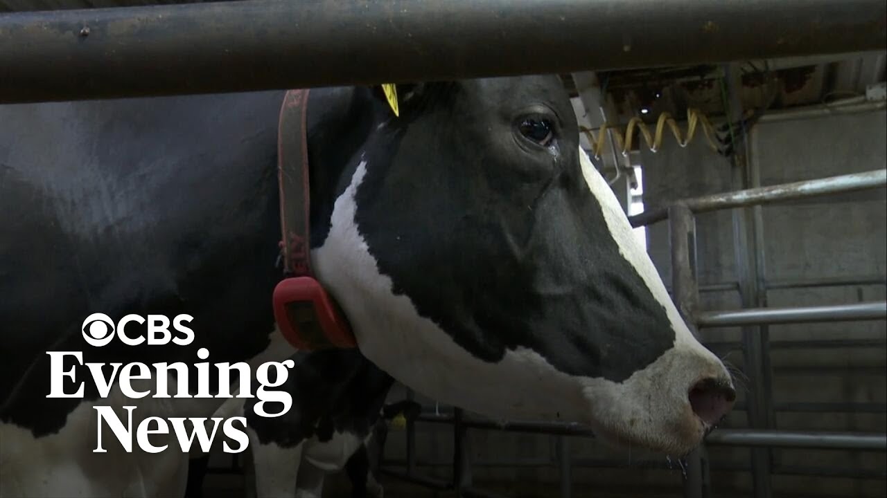 Bird flu ripping through California dairy farms