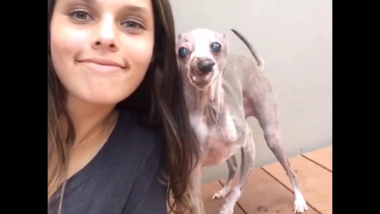 Zayne Matulis and her dog Surfi | Gone Viral