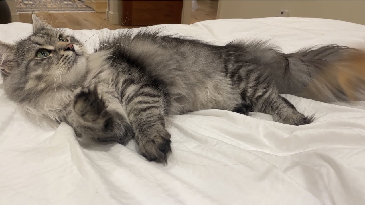 Playing with my 10 month old silver Siberian kittens