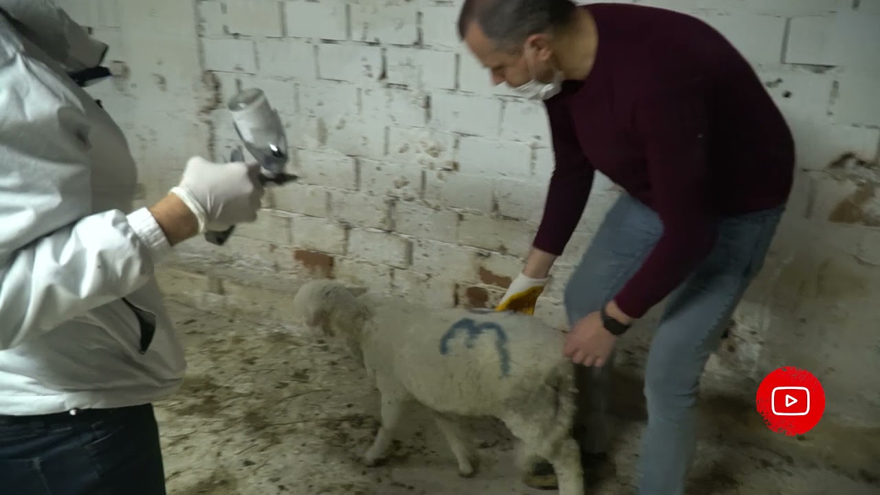 KOYUN ÇİFTLİĞİMİZ (Tüy Dökülmesi,Uyuz,İshal,Pire Tedavileri)