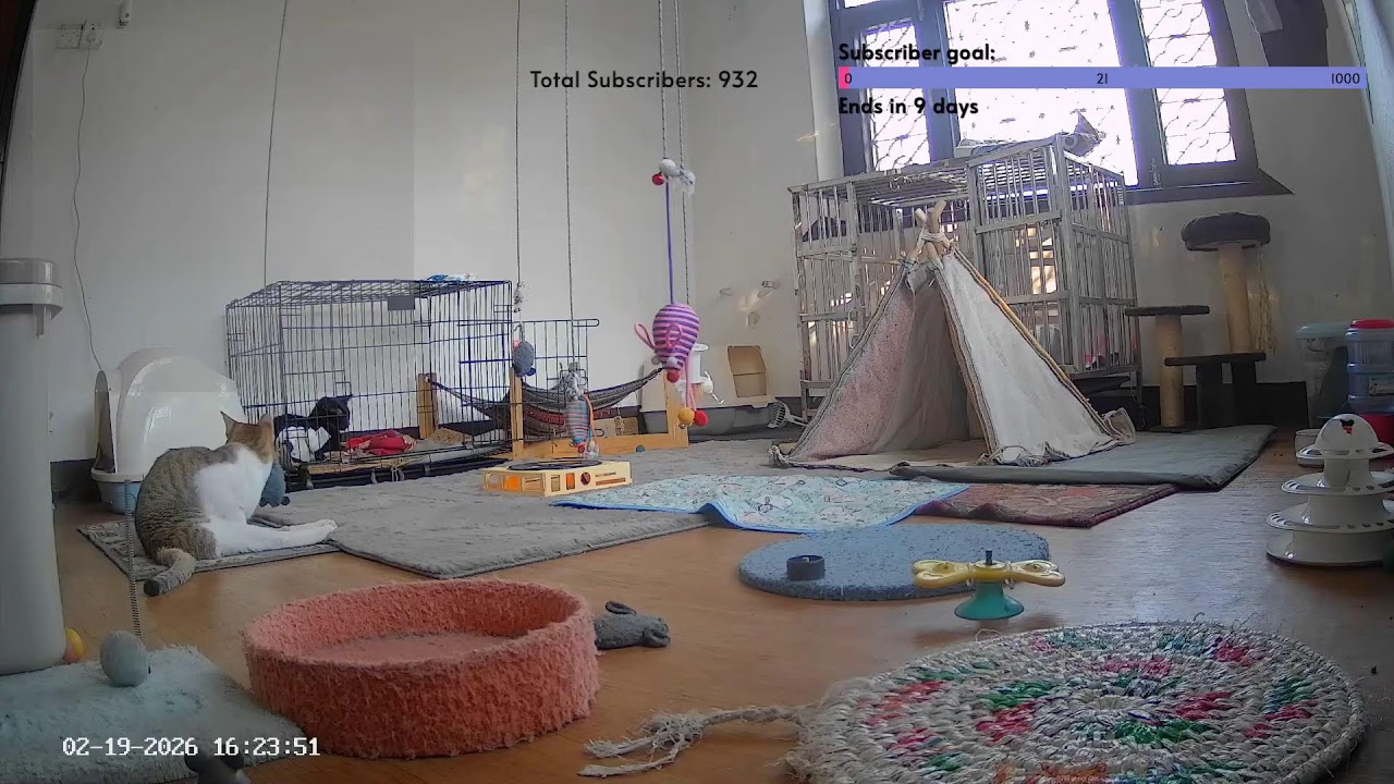 Live with Our Special Needs Kitties at Whisker House