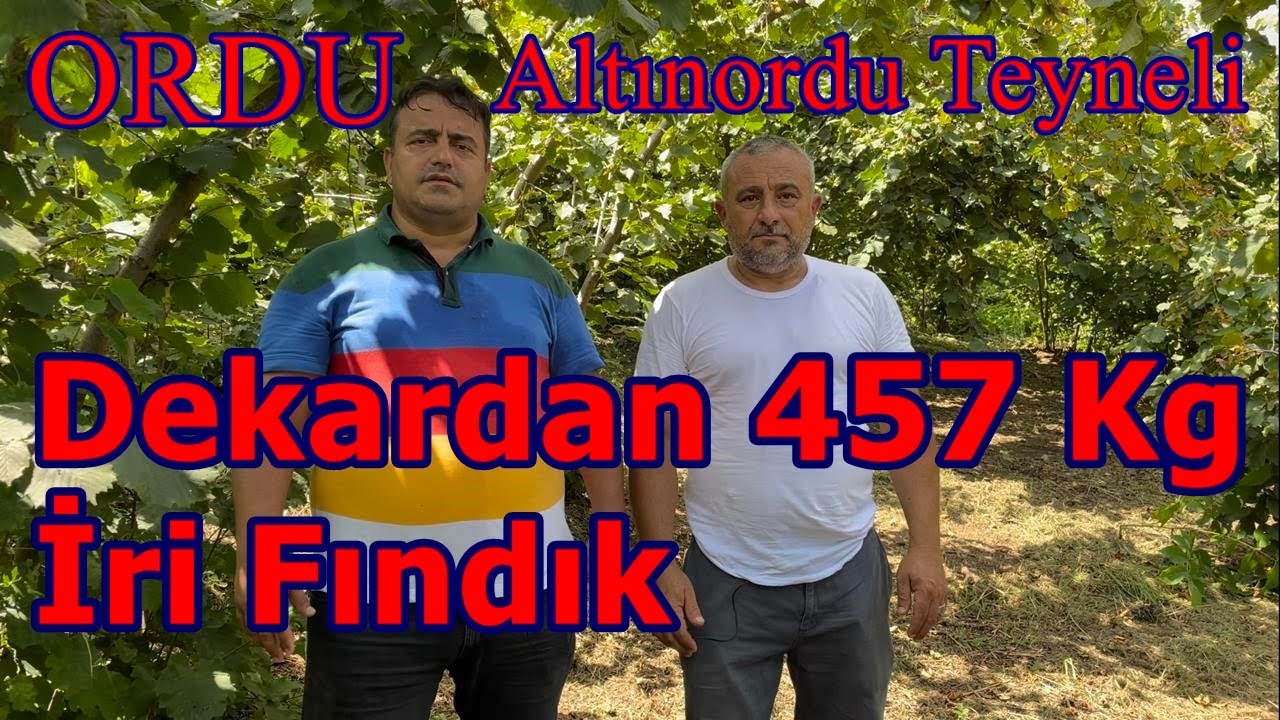 Ordu Altınordu - Fındık Yetiştiriciliği  Gübreleme - Fındıkta Randıman İrilik Verim Nasıl Artırılır