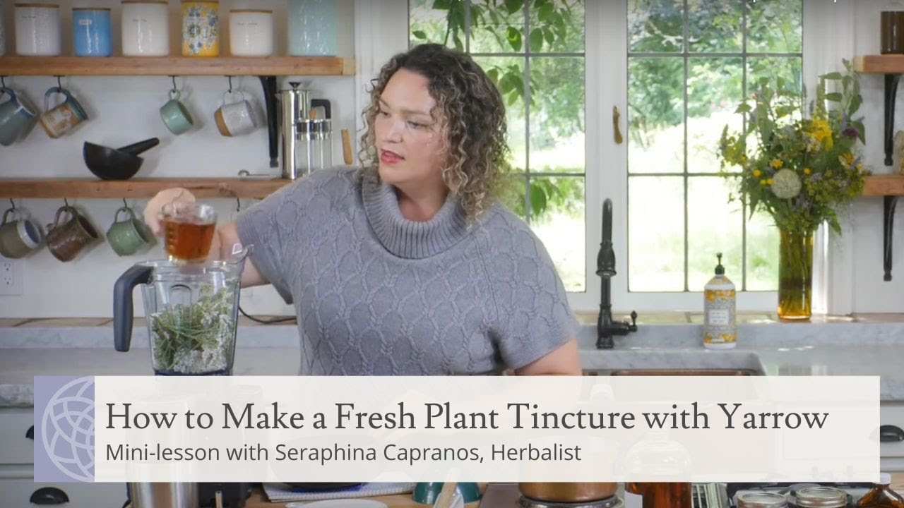 How to Make a Fresh Plant Tincture with Yarrow | Mini-lesson with Herbalist Seraphina Capranos