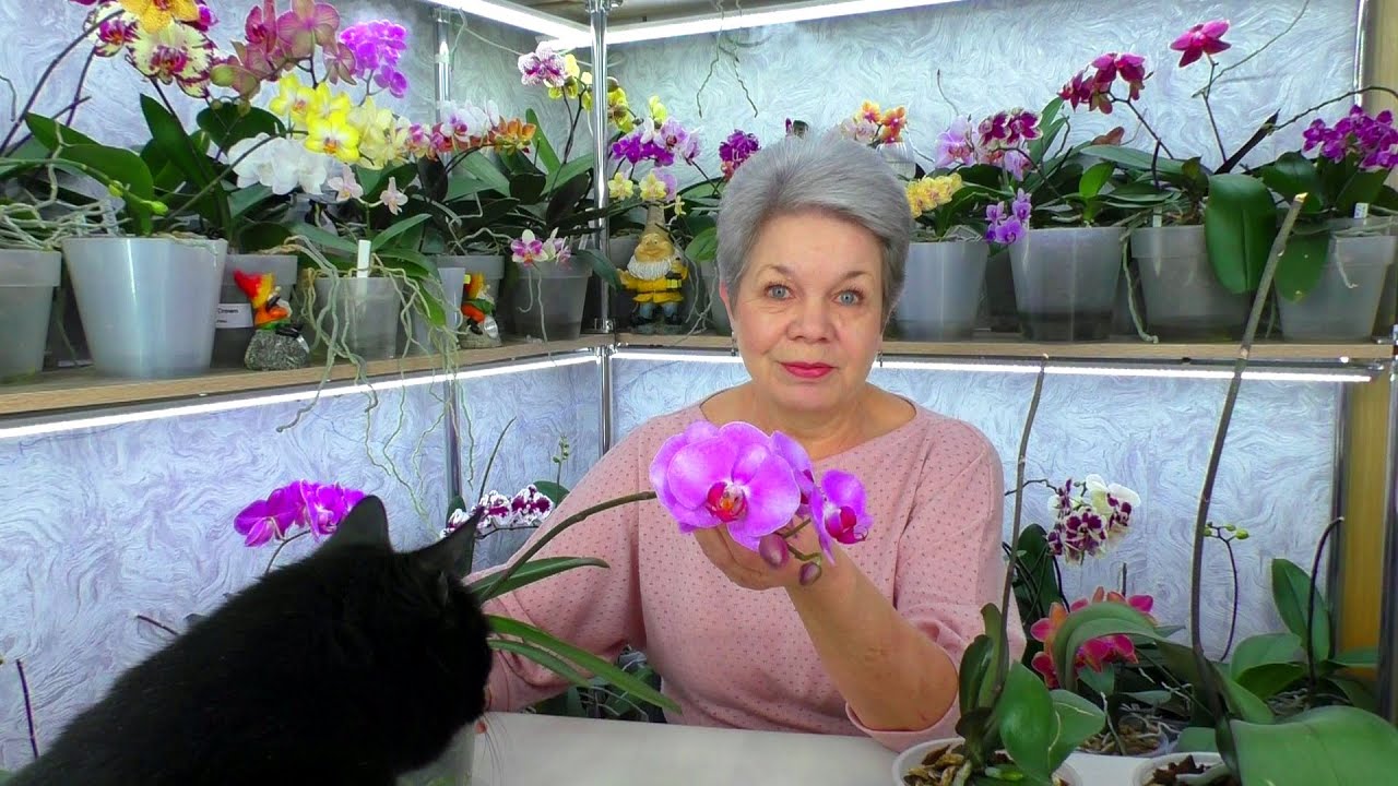 Реанимировала 3 орхидеи уценки. Они зацвели и вырастили Деток. Первую уже дарю Вам!