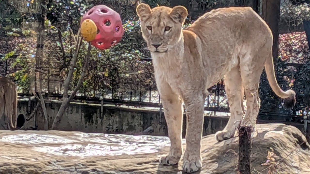 2026.01.24 とくしま動物園　サッシュちゃん