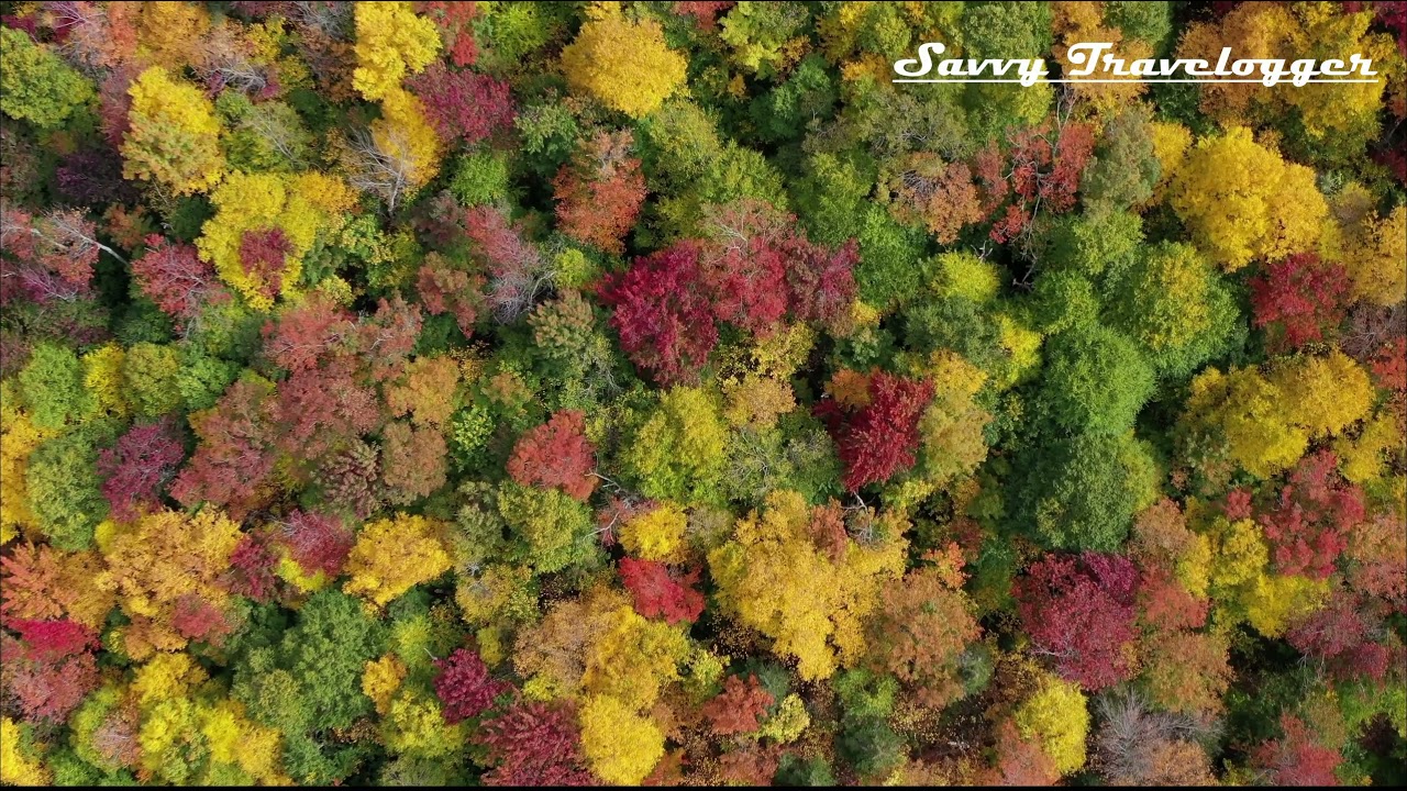 Autumn in Sweden | Amazing nature | Beauty of nature | Fall colors | Swedish weather | Sweden