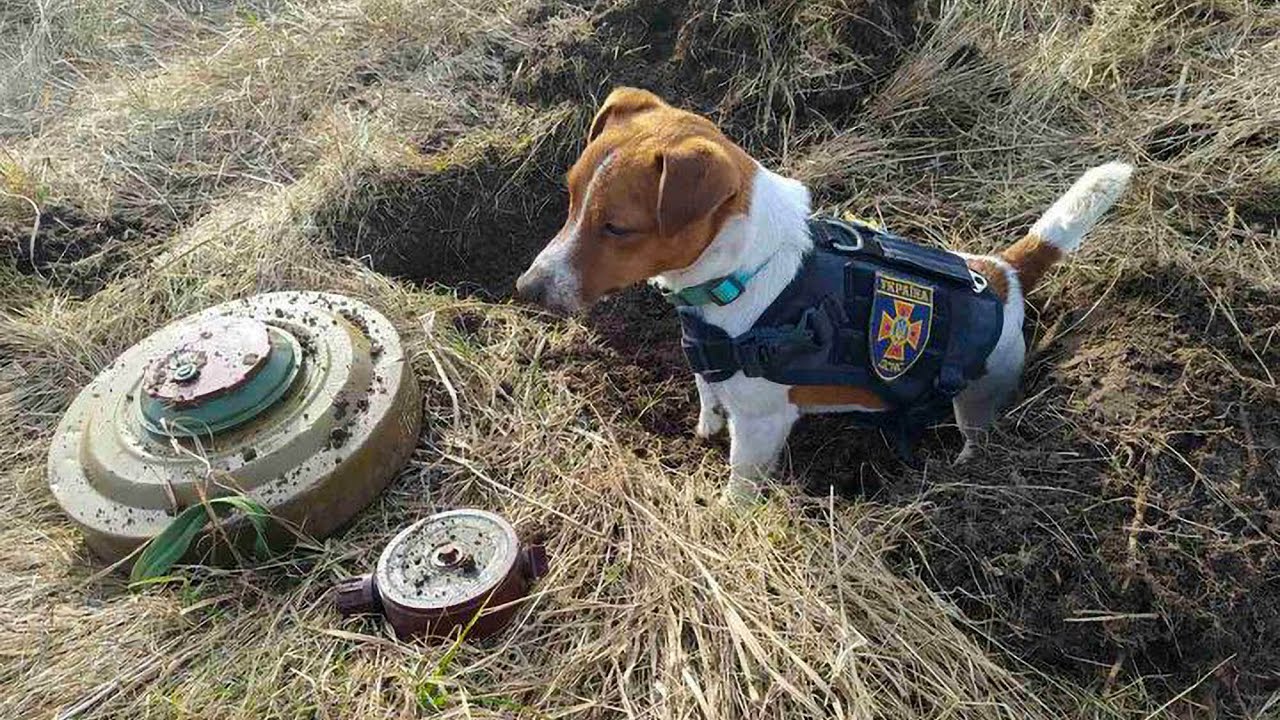 Meet Patron The Brave Pooch Who Has Cleared Almost 90 Explosive Devices From Ukrainian Soil