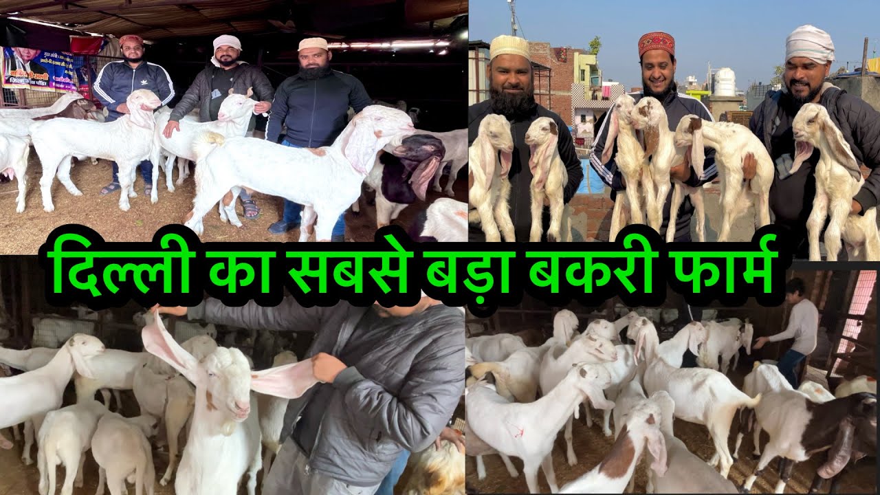 यह हैं दिल्ली का सबसे बड़ा बकरी बकरा फॉर्म 💯 || Shahid Goat Farm Delhi