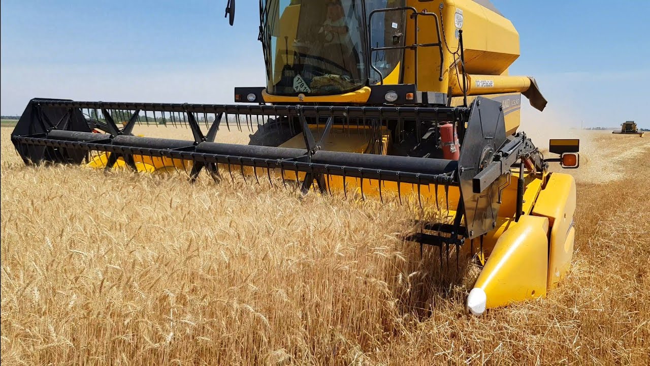 Уборка паровой пшеницы. New Holland tc 5.90