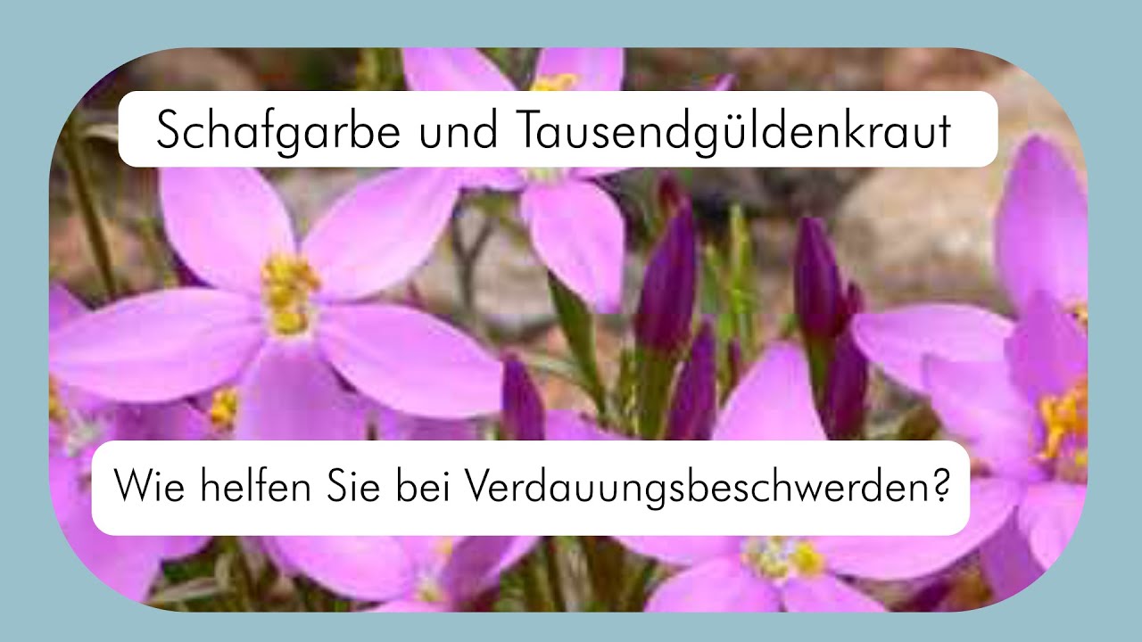 Schafgarbe und Tausendgüldenkraut bei Verdauungsbeschwerden - Teil 1: schöner wahrnehmen