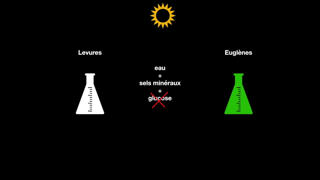 capsule unicellulaires