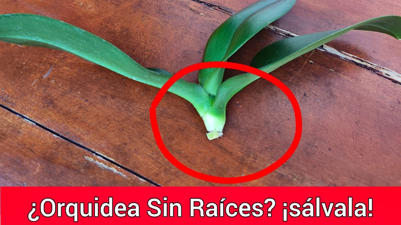 Cómo Salvar una ORQUÍDEA SIN RAÍCES? 🤔 | No la tires ¡Sálvala! 😍✨