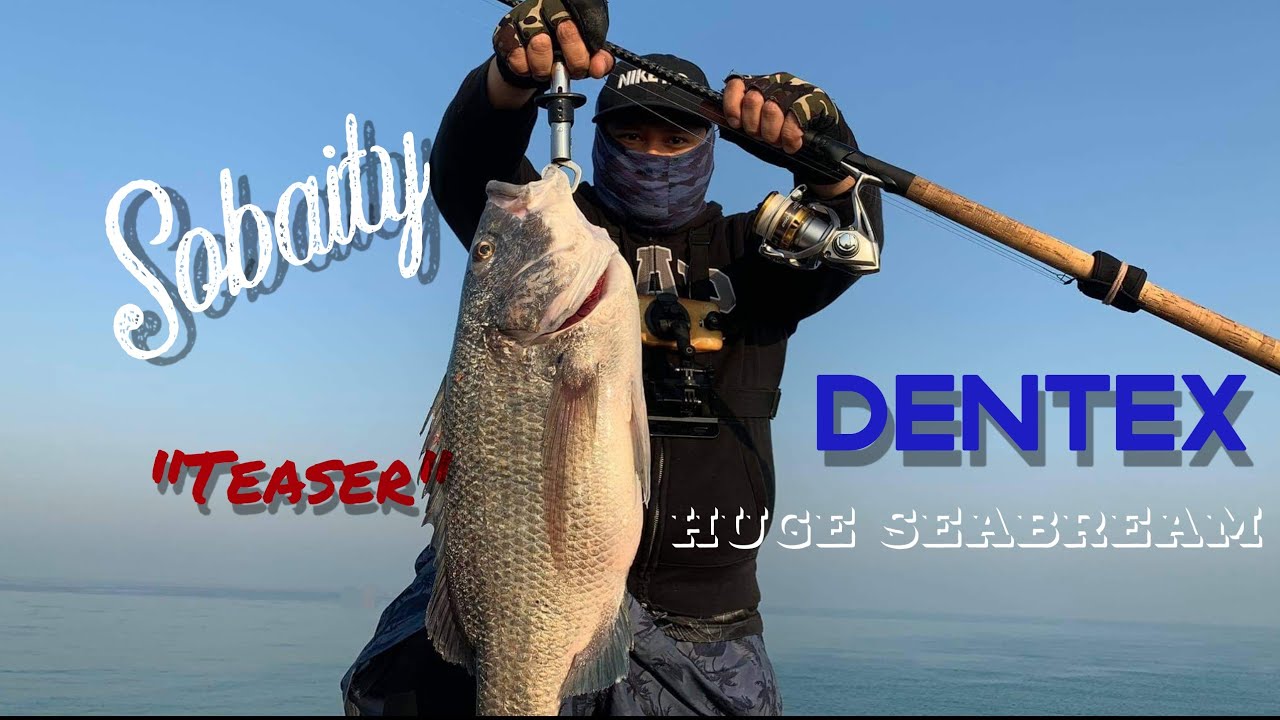 Huge Seabream - Dentex (Sobaity)| Teaser
