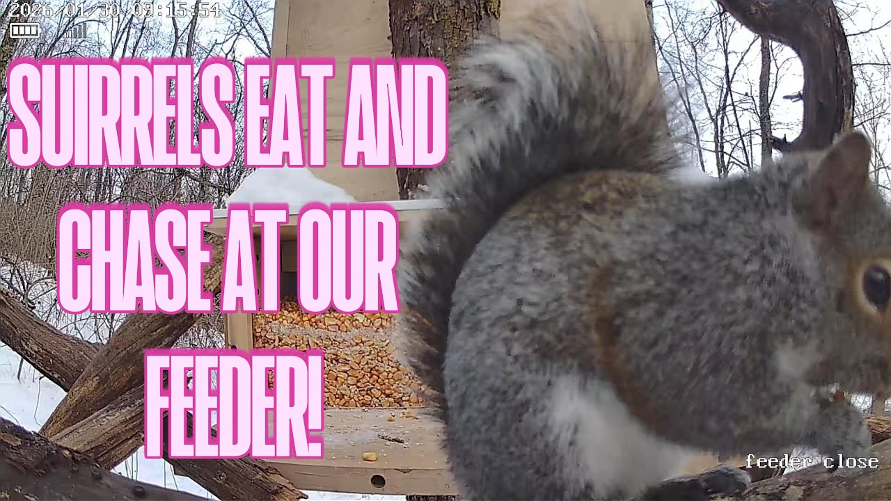 Squirrels eat and chase each other at feeder#eating #squirrel#animals