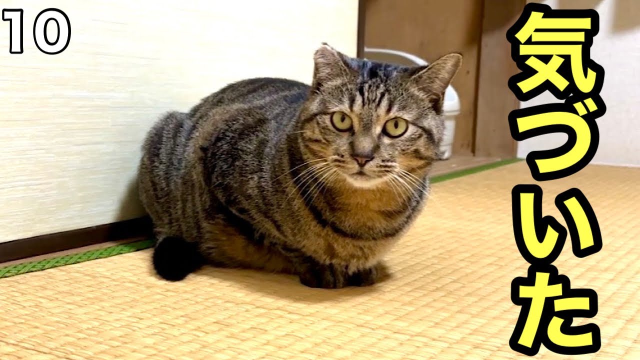 #10 甘えてくれるようになった元野良猫ポテ