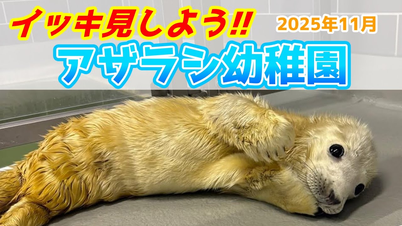 施設初となるふわふわもふもふの真っ白天使が降臨したアザラシ幼稚園【2025年11月】