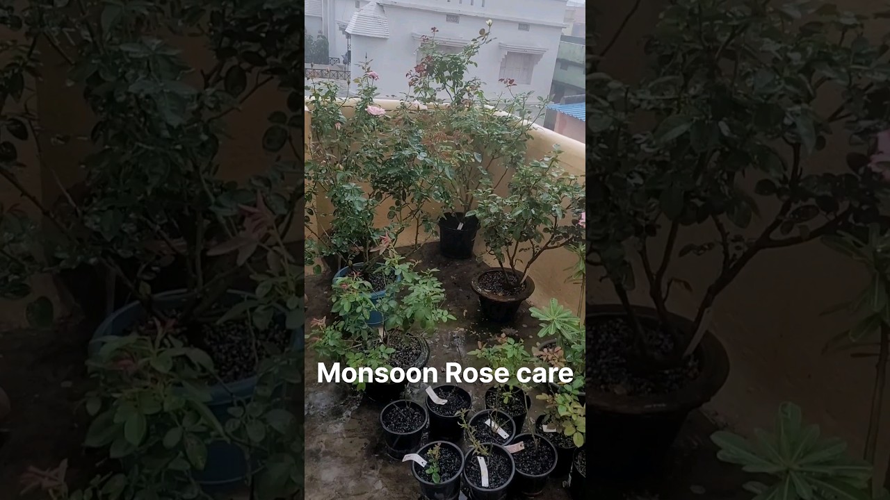 monsoon rose care