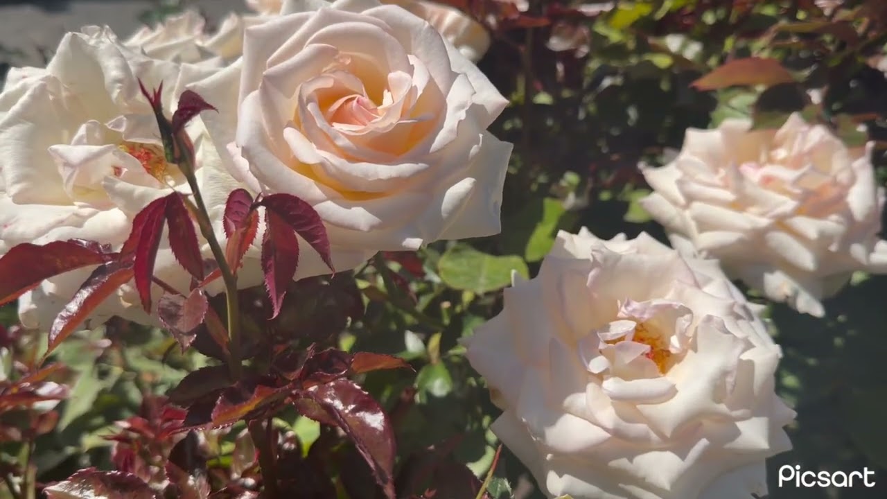Christchurch Botanic Garden