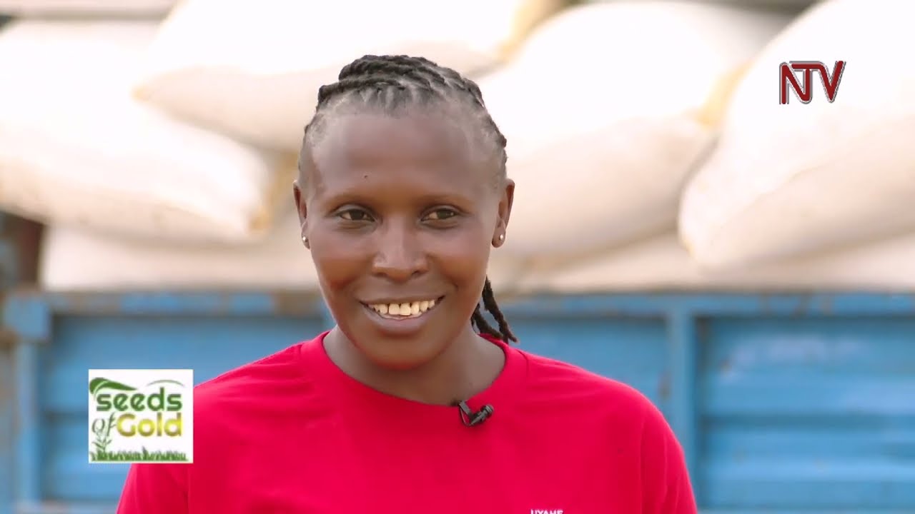 Profit from growing rice in Uganda | SEEDS OF GOLD