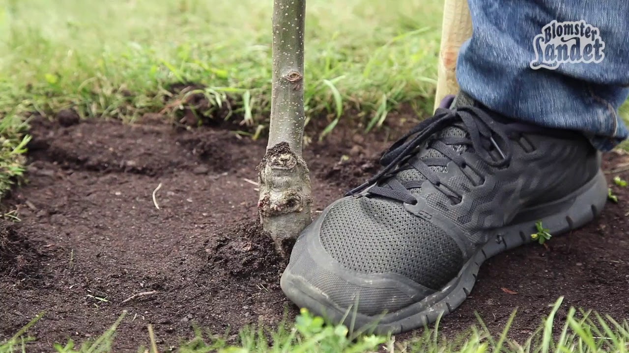 Frukttr&auml;d - plantera s&aring; h&auml;r!