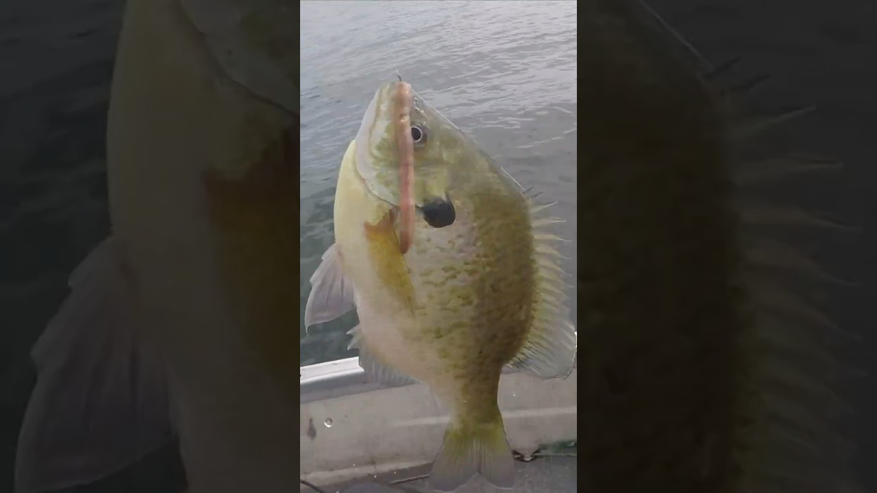 Big Bluegill on a Drop Shot!
