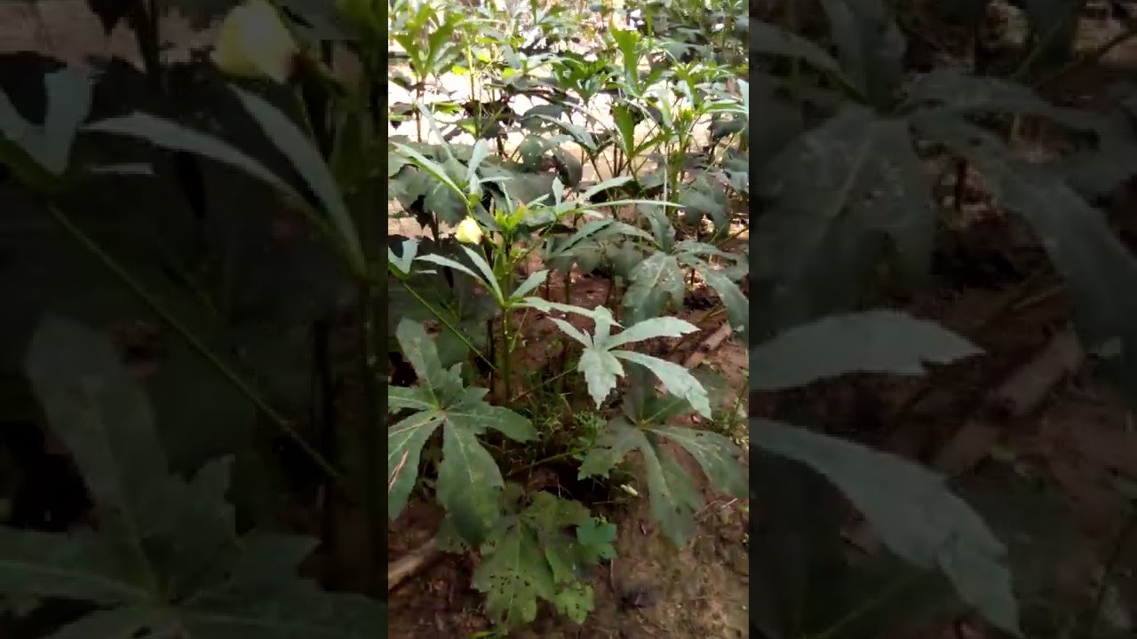 Jambalaya okra plants vs Clemson Spineless.