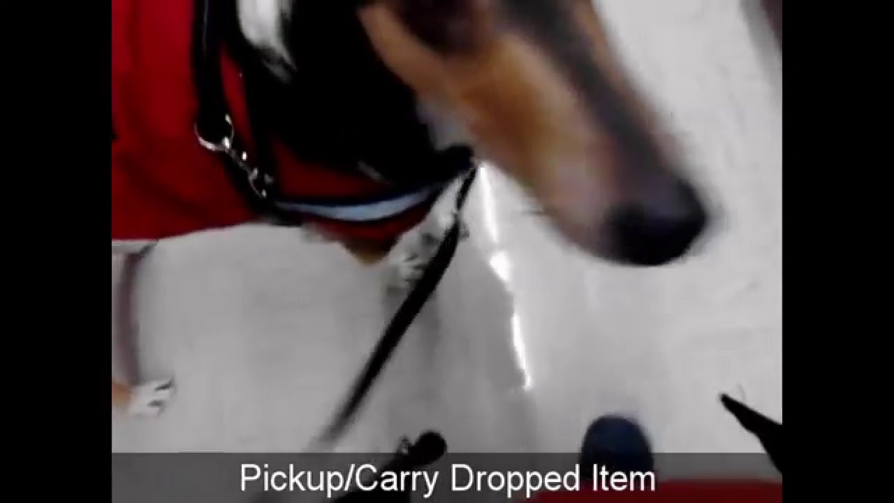 Service Dog for an Autistic Adult