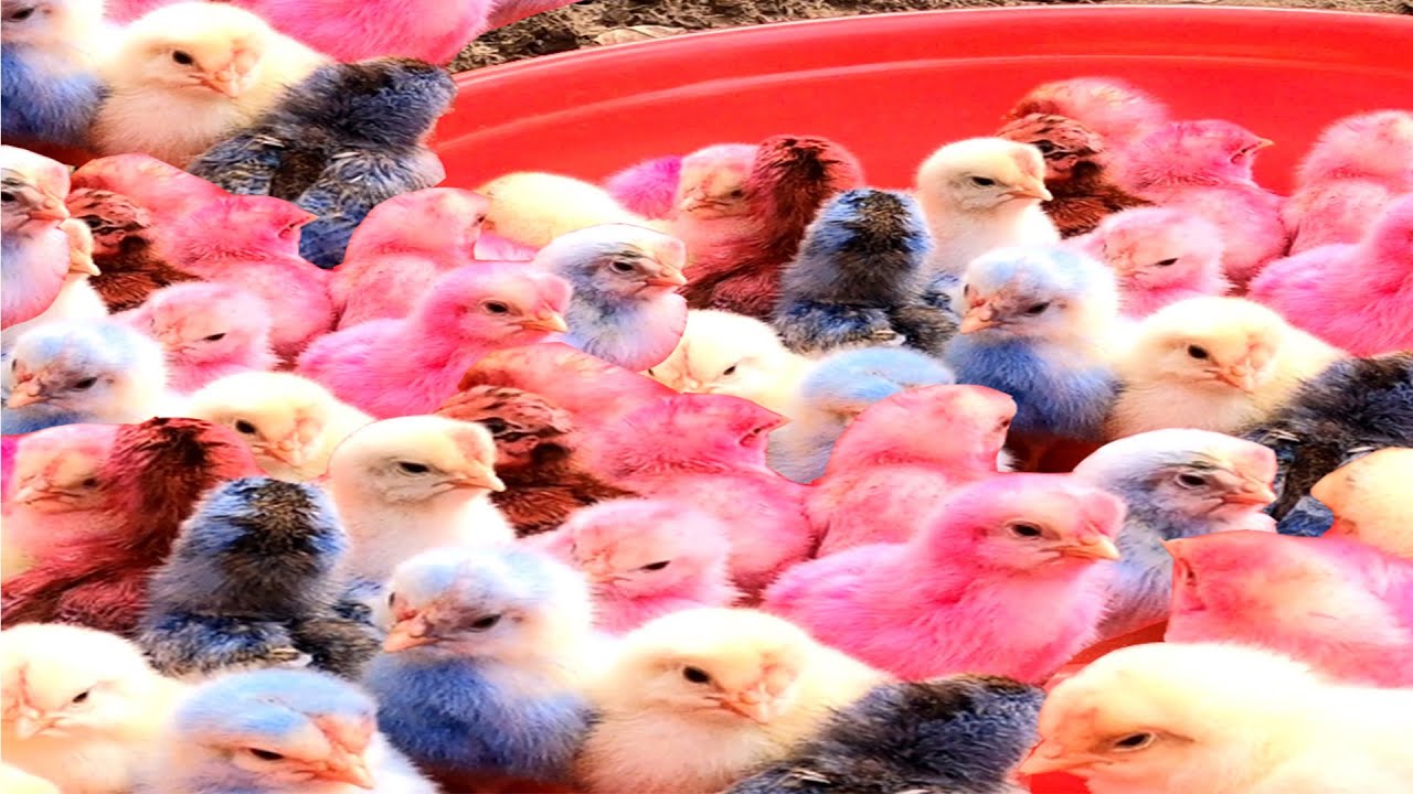 Top 5 Video Catch Animal, Cute Duck, Colorful Chickens, Rainbow Chickens, Animal Care 💦💛💕💚💜💙.