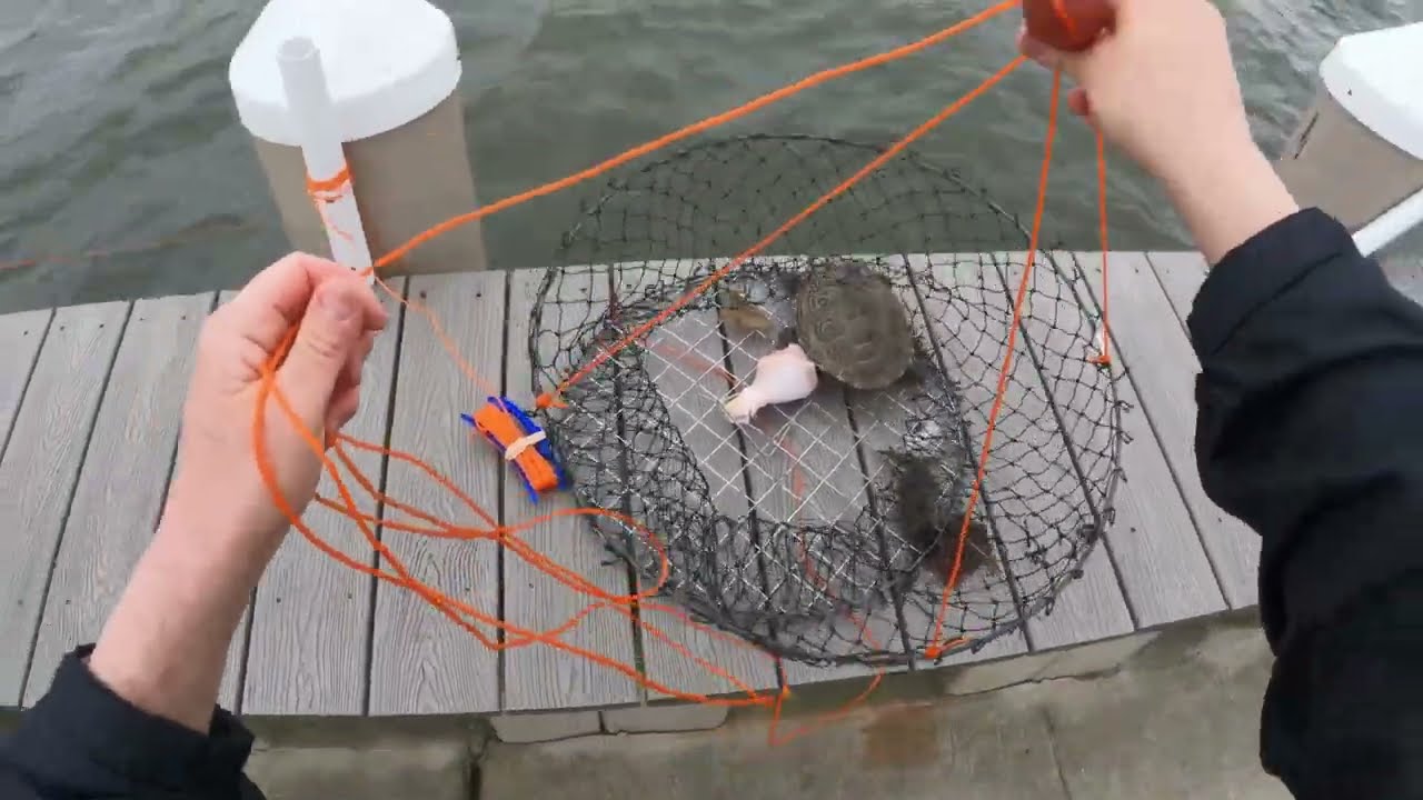 Crabbing Tuckerton, New Jersey. Zero Keepers!