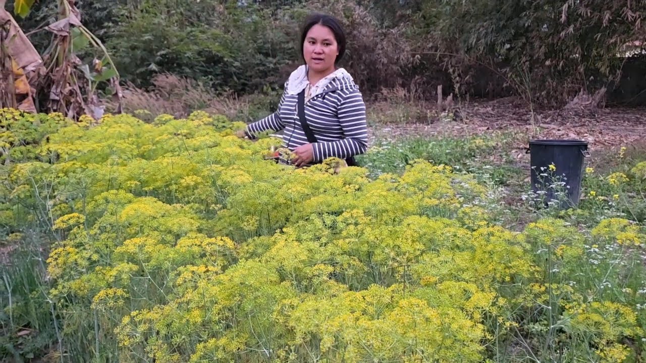 Saib kuv Tej Khoom Thiab  Niam Koob  Nrog Nkauj Hnub Tham  2/4/ 2026