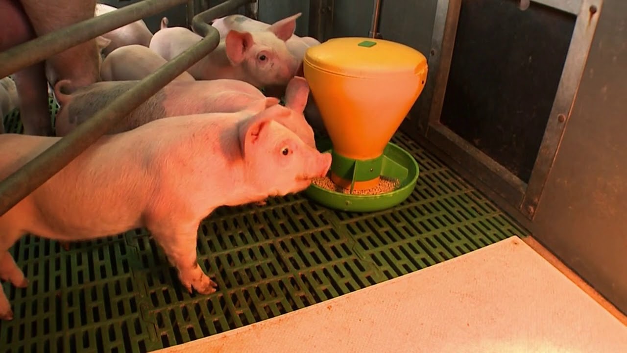 Creep feeding  &ndash; indoor breeding