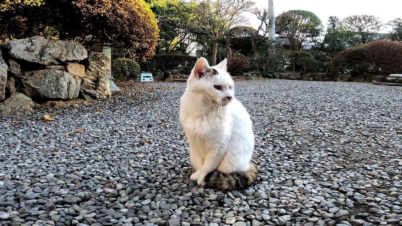 日本庭園で動かない地蔵系猫