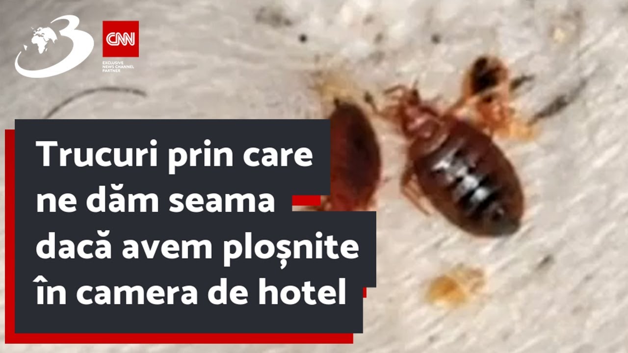 Trucuri prin care ne dăm seama dacă avem ploșnite în camera de hotel