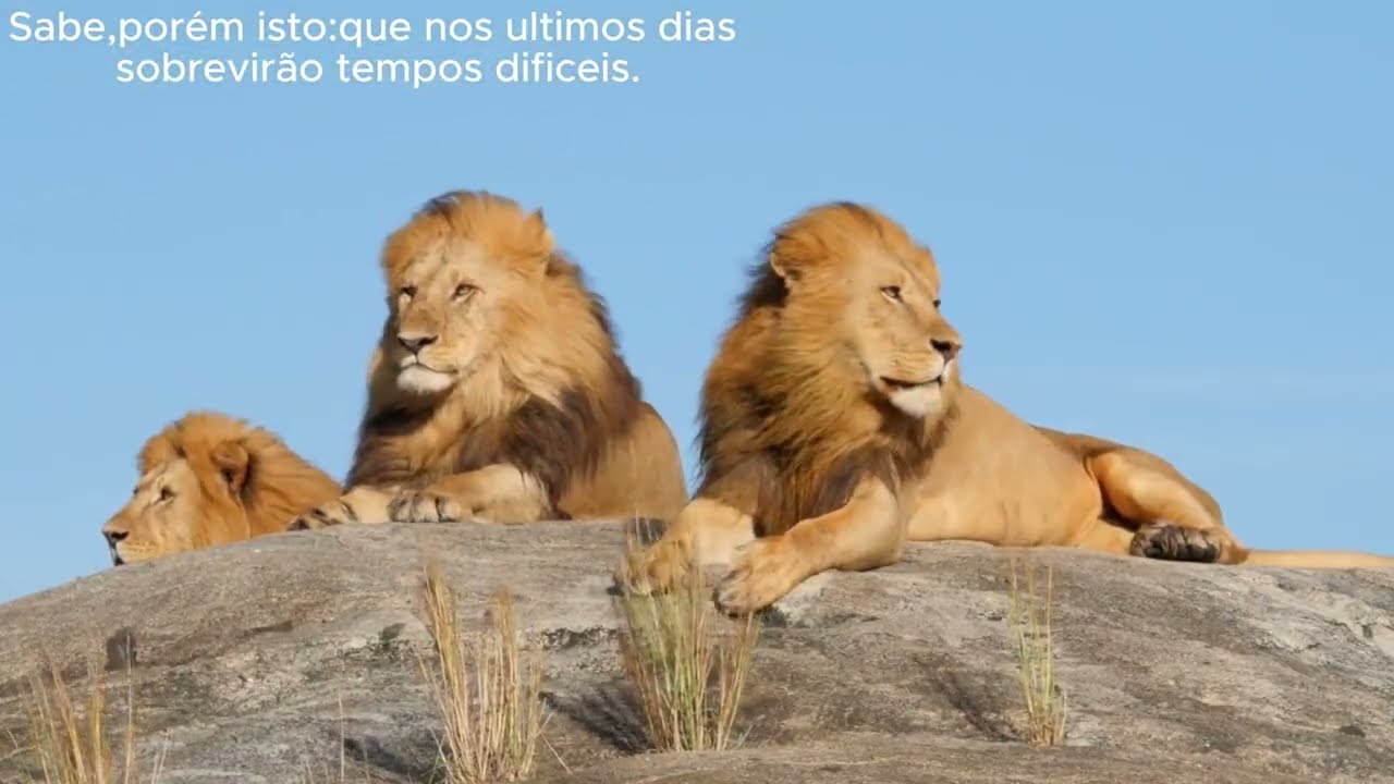 JESUS É A SOLUÇÃO [  MÚSICA DE PAZ E DESCANSO PRA A ALMA ]