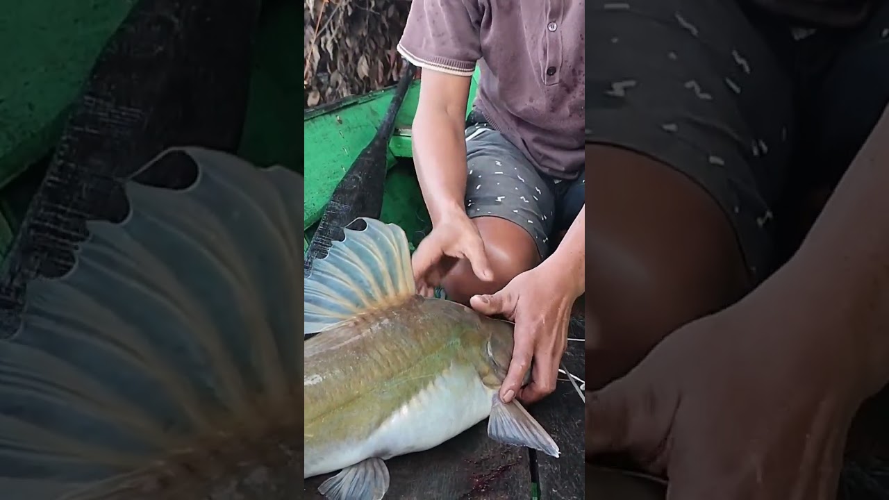 Baung Monster Bobot 3,7 KG