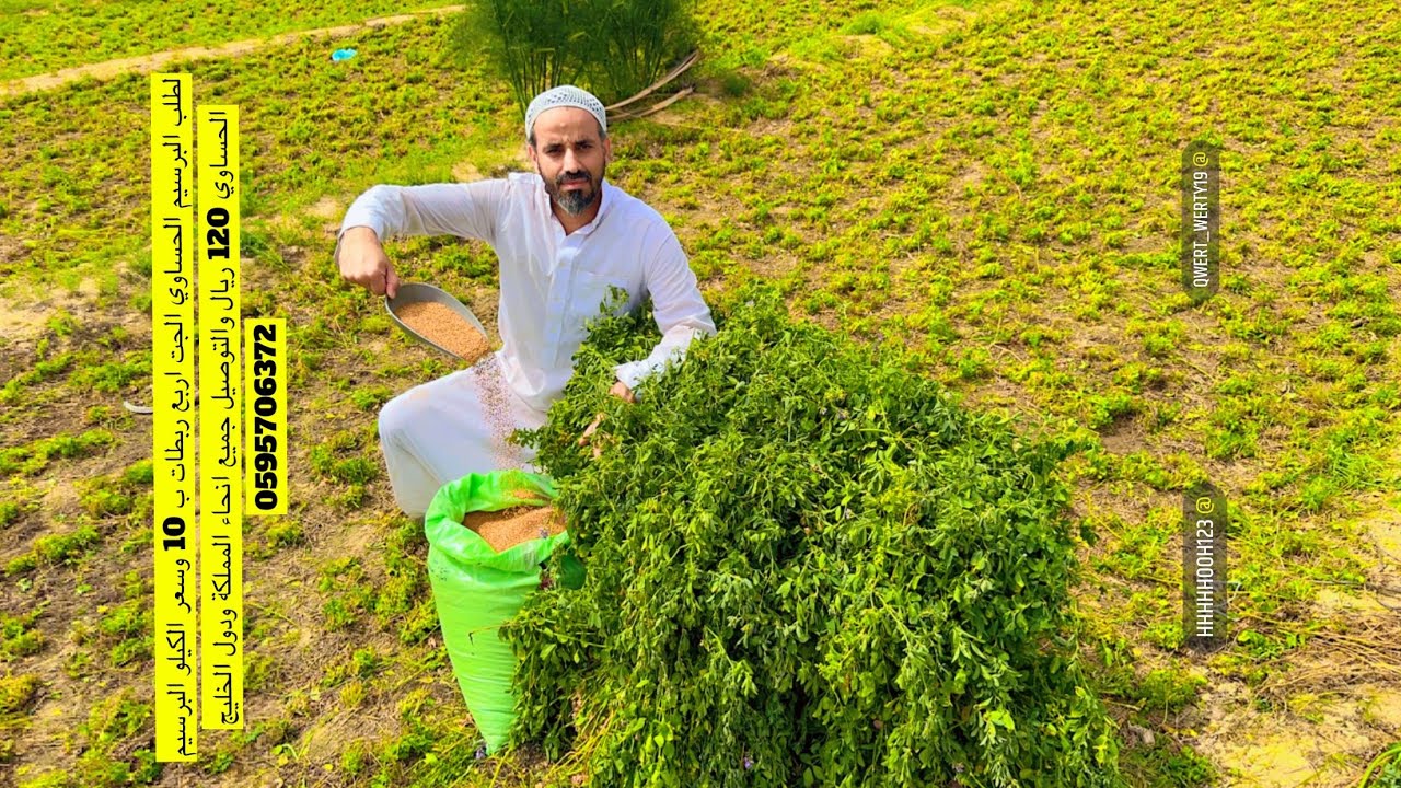 البرسيم الحساوي والمزارع ابرهيم القريشي