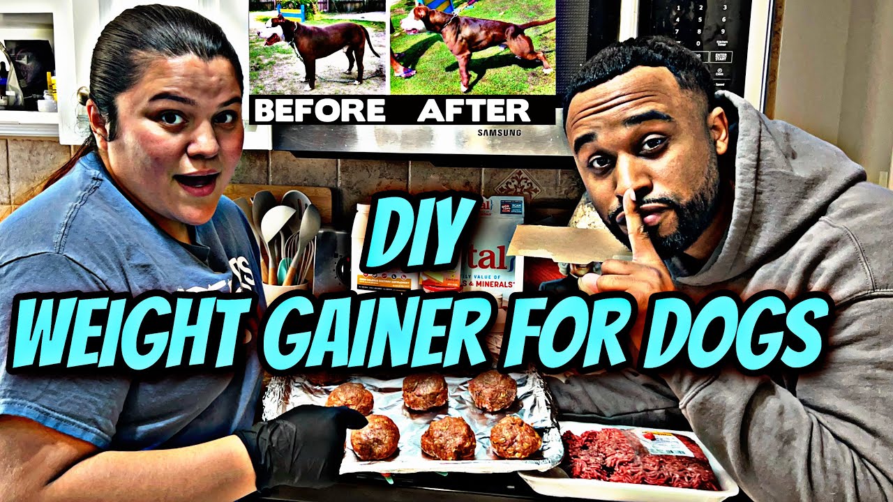 At home weight gainer for dogs! (Satin Balls)!!!