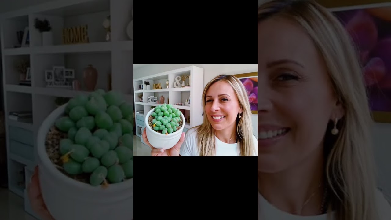 &iexcl;Llegaron los confitones! 🤣 ahh no los conophytums! Ingresa a www.veraniatorres.com