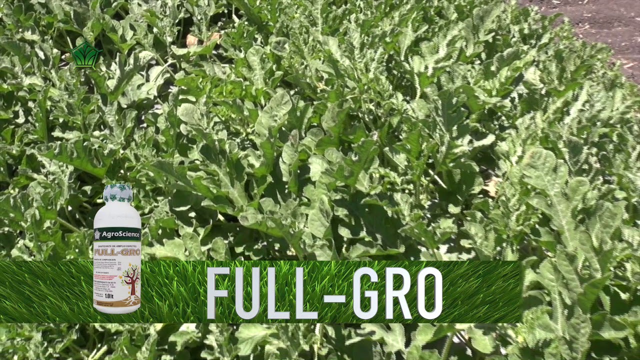 Agroscience | Cultivo de Sandía Rescatado de Estrangulamiento de Tallos