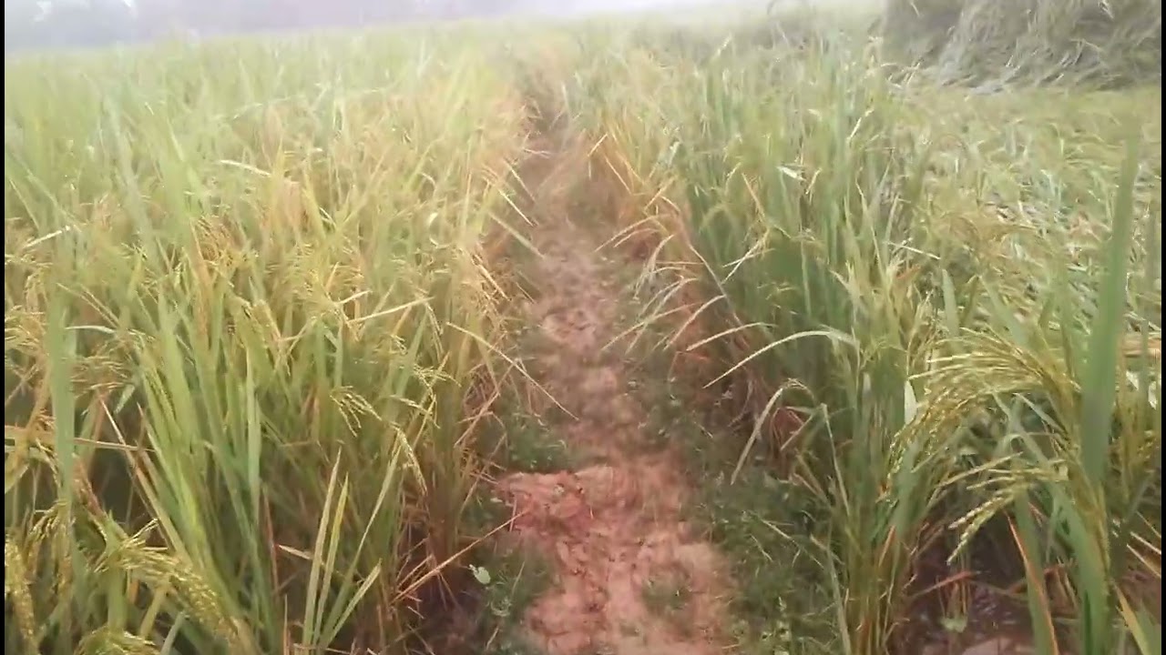  সেই দিনের সময় গুলো কি মনে আছে আপনাদের |  Sujon Agro 