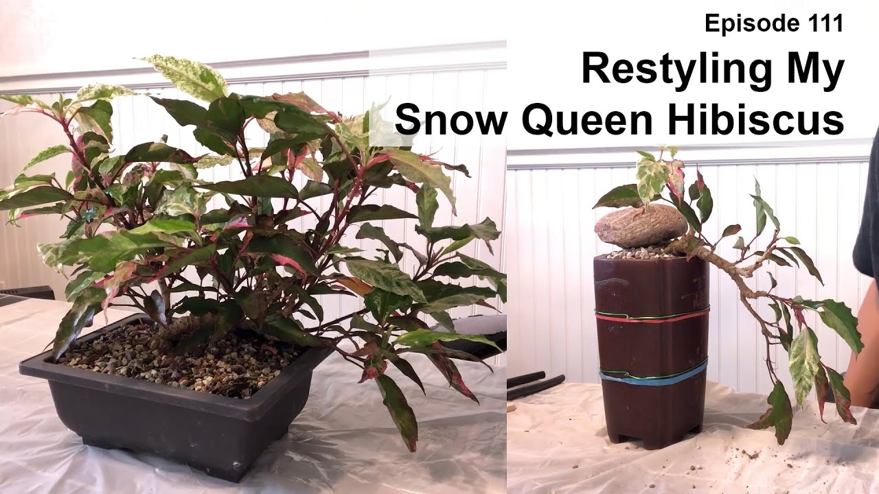 Episode 111, Restyling My Fire and Ice Hibiscus