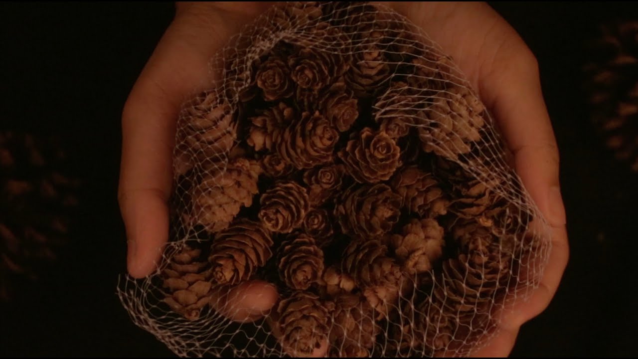 ASMR Pine Cone Sounds ASMR (No Talking)