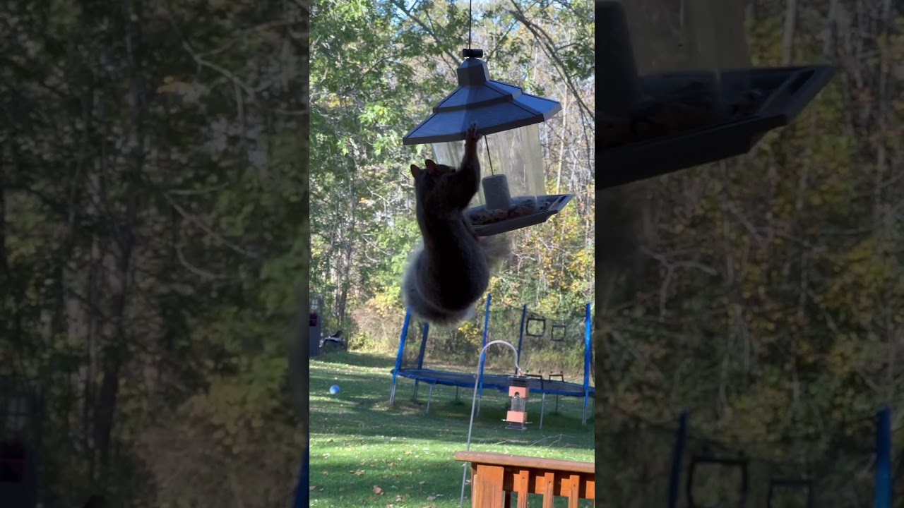 Swinging is not only fun, but also delicious! #happylife #squirrel #midwestliving