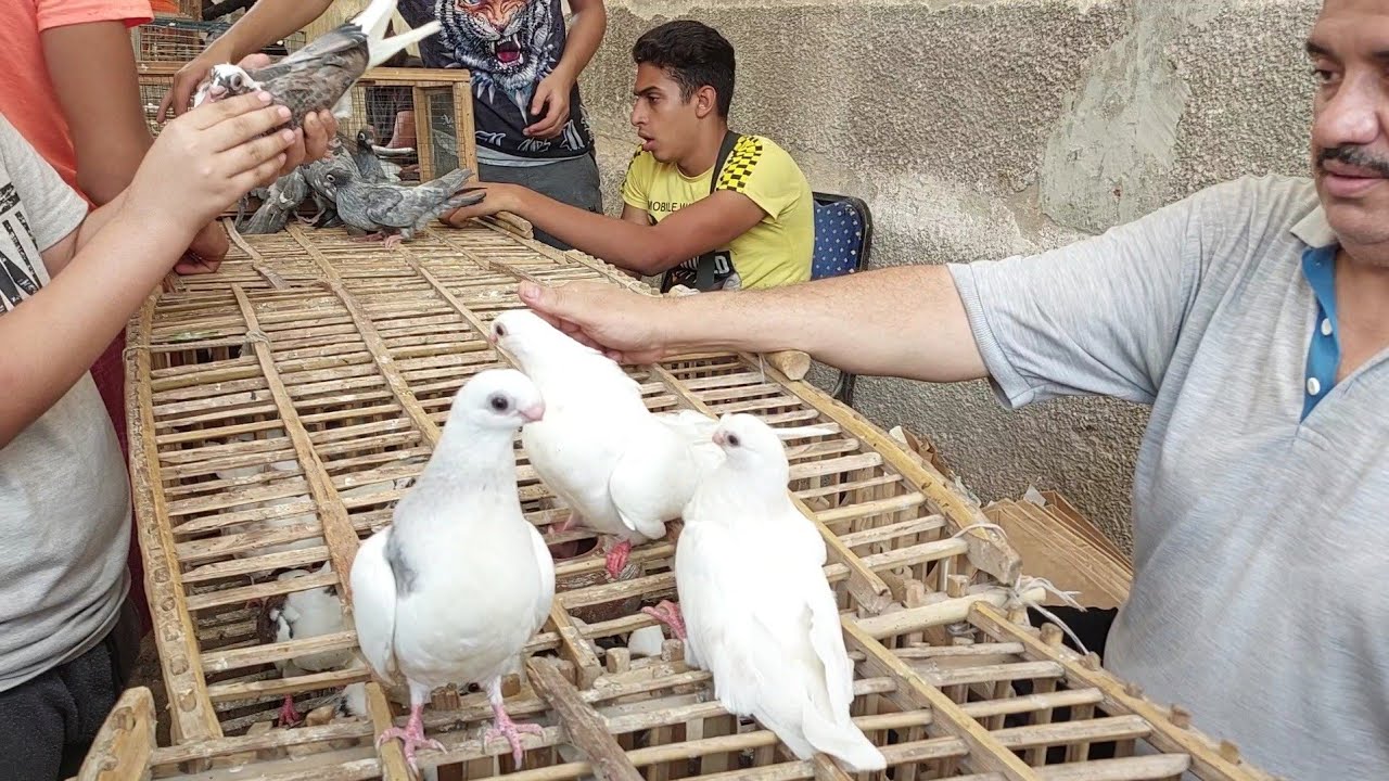سوق الحمام يوم الجمعه يوم2022/8/26من سوق السيده عائشه اوالتونسي والسوق كان فيه حمام جامد#abdo_saker